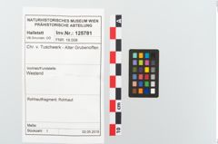 Foto von Rohhaut (NHMW-PRAE-125781)